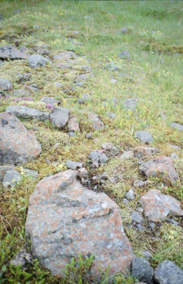 The rocks and flowers on the way up to the waterfall